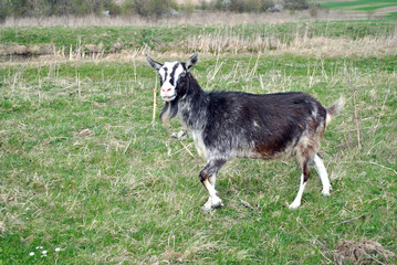goat on the field © Dmytro
