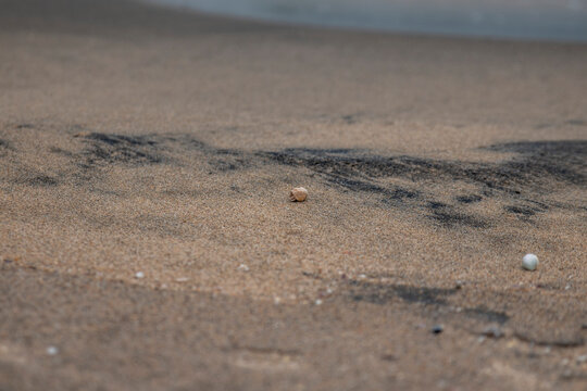 Close-up of a Tiny Hermit Crab Crawling on Wet Sand Beach, Berbera, Somaliland