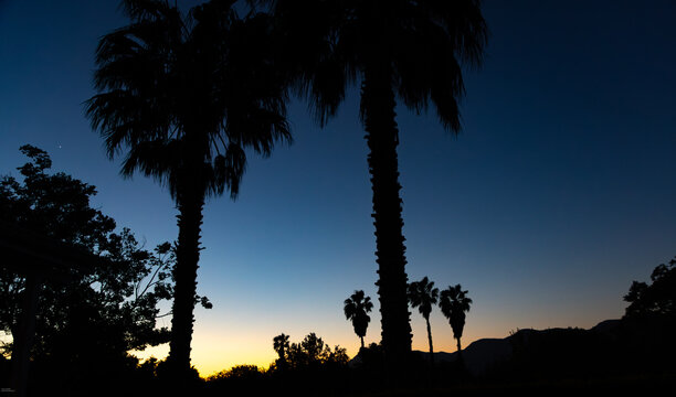 palm trees at dusk