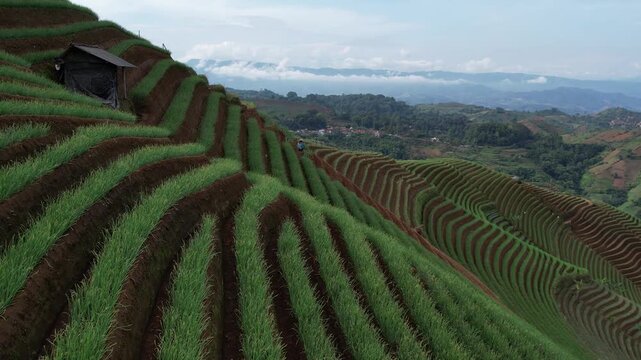 Aerial View of Farmers Working on Lush Green Terraced Vegetable Fields in Rural Highlands at Majalengka, West Java, Indonesia