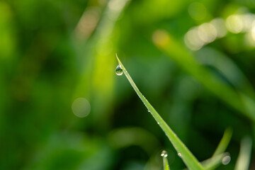 Dew Drop on a Grass Blade Against Green Bokeh © Gediminas