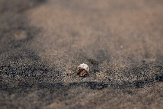 Close-up of a Tiny Hermit Crab Crawling on Wet Sand Beach, Berbera, Somaliland
