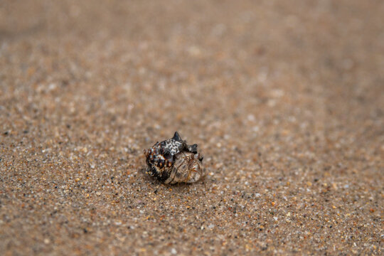 Close-up of a Tiny Hermit Crab Crawling on Wet Sand Beach, Berbera, Somaliland