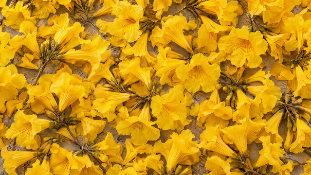 Papel de parede de flores de ip&ecirc; amarelo no ch&atilde;o 