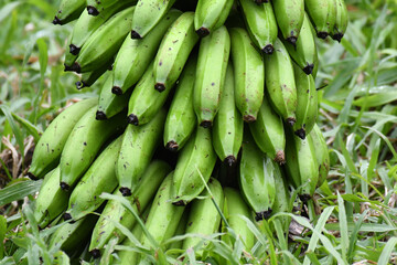 Banana stem  © Switch Lab