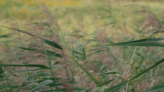 Close-up of Pampas Grass Swaying in the Summer Wind
