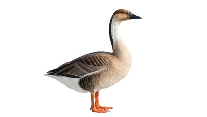 Brown and white goose with orange legs, isolated on transparent background © popng