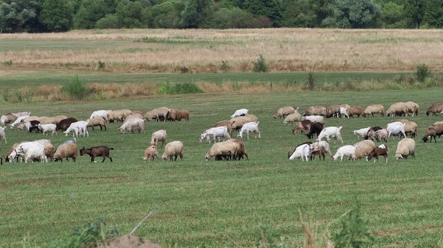 Herd of goats and sheep grazing on a summer pasture

