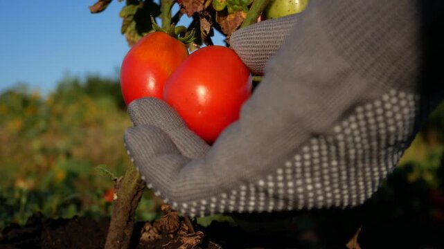 Farmer wearing a glove gently touching ripe tomato fruits to assess their maturity before picking a ripe tomato from the plant. Organic tomato cultivation, seasonal harvesting, fresh produce, and