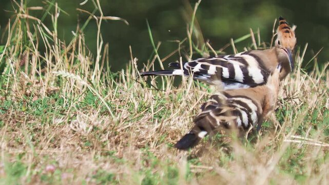Eurasian hoopoes (Upupa epops) adult and a juvenile foraging in the grass for larvae, pupae, and insects.
