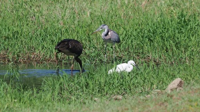 Black Stork, Gray Heron and Little Egret (Ciconia nigra, Ardea cinerea, Egretta garzetta) foraging in a small pond in September