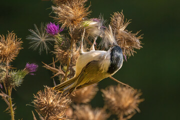 Mésange noire (Periparus ater) perchée sur un chardon sauvage, entourée de fleurs fanées et de graines plumeuses, dans une belle lumière naturelle. © InestDjo