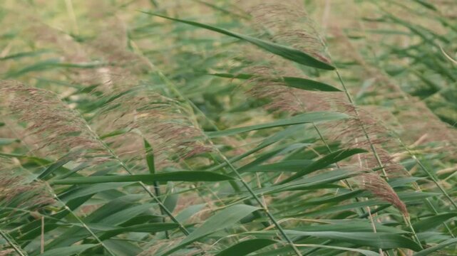 Close-up of Pampas Grass Swaying in the Summer Wind
