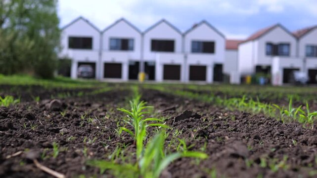 Rows of young plants take root in freshly worked earth, backed by low white commercial buildings and leafy trees. Developing crop conveys early growth and shared community garden potential.