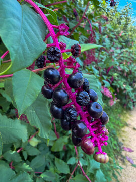 Vibrant pokeweed plant with ripe black berries and bright magenta stem in natural setting
