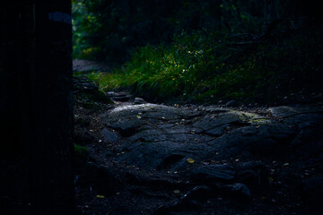 Obraz premium Dark Moody Nordic Forest Trail over Wet Bedrock with Soft Sunlight in Background