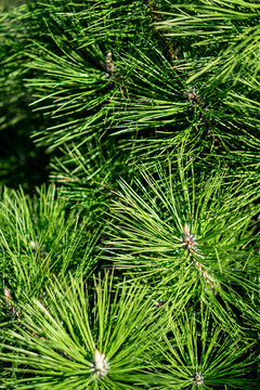 Dense green pine needles macro texture back