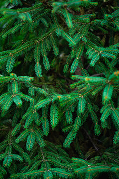 Dense green spruce tree branches texture back