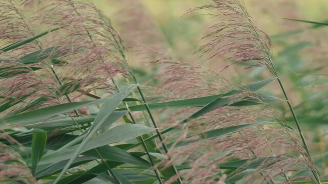 Close-up of Pampas Grass Swaying in the Summer Wind
