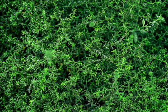 Fresh green bush branches close up