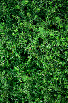 Lush green plant leaves background texture