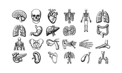 Fototapeta premium Comprehensive human organ and anatomical systems vector collection in classic scientific style