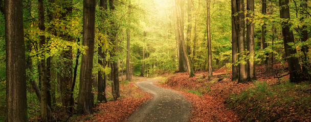 Obraz premium Panoramic tranquil early autumn scenery with a path in a scenic beech forest with a glowing beam of gentle warm light 