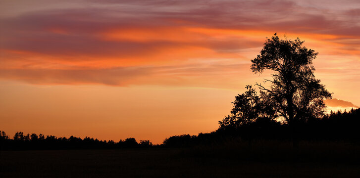 Silhouette of a beautiful lone tree on the horizon over glowing tranquil orange sky at dusk after sunset, also suitable as background with copy space