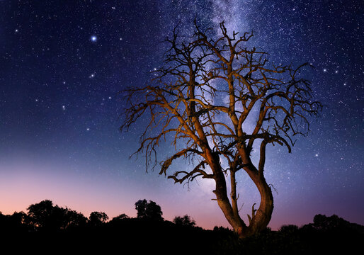 Starry night sky with the glorious majestic Milky Way and glow behind an illuminated beautiful dead tree on the silhouetted horizon of a rural landscape