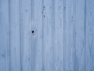 Blauer Holzzaun mit Astlöchern bedeckt mit Tropen vom Regen © Thomas Hut