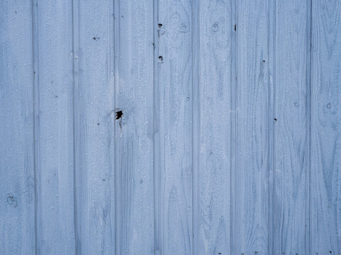 Blauer Holzzaun mit Astl&ouml;chern bedeckt mit Tropen vom Regen