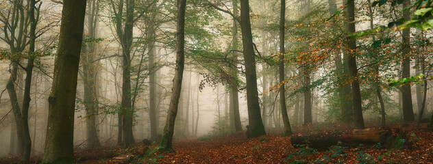Obraz premium Panoramic forest landscape with a footpath and autumn fog behind tree trunks