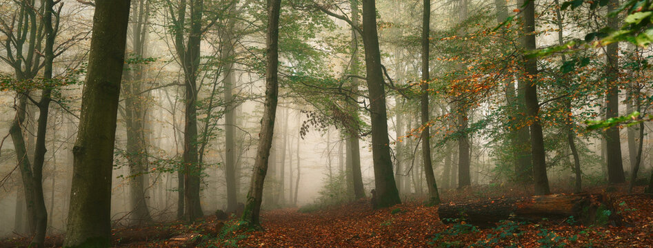 Panoramic forest landscape with a footpath and autumn fog behind tree trunks