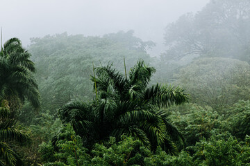 misty morning in the colombian forest © Camilo Peláez