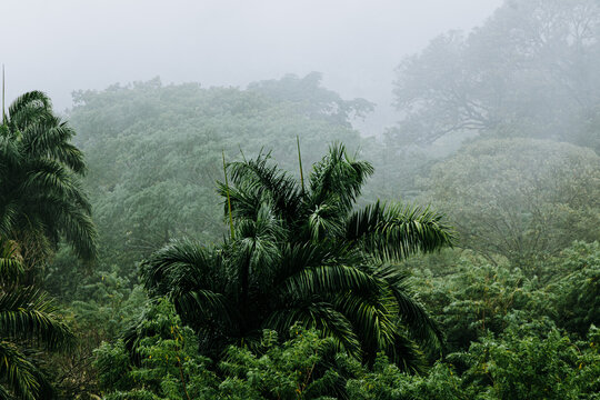 misty morning in the colombian forest