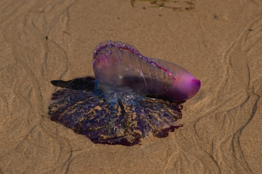 Portuguese man o&rsquo; war (Physalia physalis) stranded on a beach