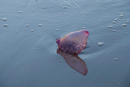Portuguese man o&rsquo; war (Physalia physalis) stranded in the seashore