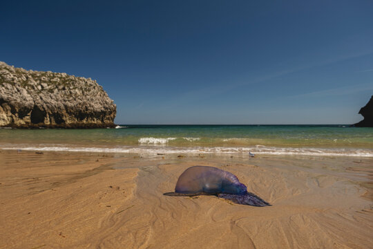 Portuguese man o&rsquo; war (Physalia physalis) stranded on a beach in Llanes, Asturias