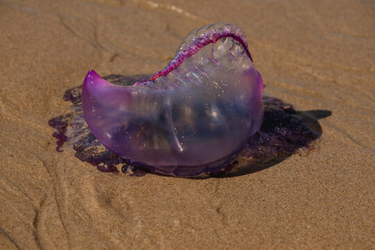 Portuguese man o&rsquo; war (Physalia physalis) stranded on the beach with its gas-filled bladder