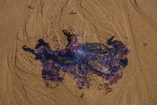 Portuguese man o&rsquo; war (Physalia physalis) beached on the seashore