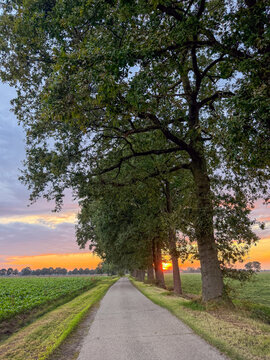 Golden sunset behind oak trees along a rural countryside path in Brecht, Belgi&euml;