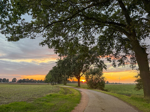 Golden sunset over rural countryside road lined with oak trees in Brecht, Belgi&euml;