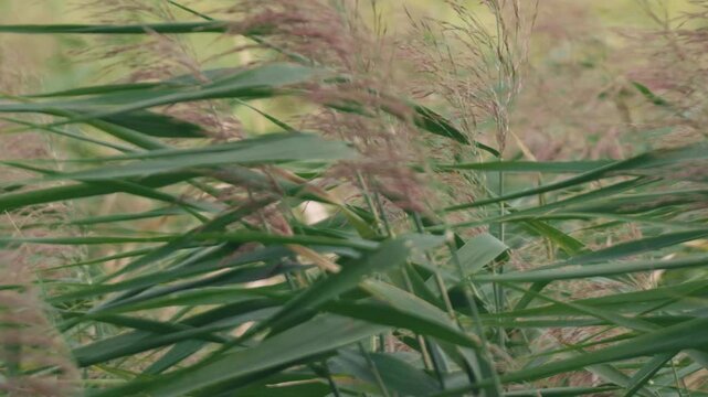 Close-up of Pampas Grass Swaying in the Summer Wind
