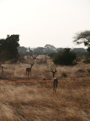 Two gerenuks (Litocranius walleri walleri) walking across the savanna in Tsavo East, Kenya © Mariusz