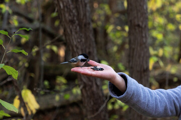 Wild bird hand feeding in autumn forest. Black capped chickadee perching on human hand feeding seeds. © Iryna