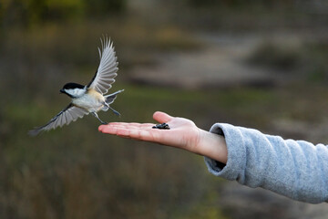 Black capped chickadee flying off human hand. Wild bird hand feeding in autumn park setting © Iryna