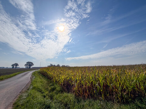 Rural country road along a cornfield under bright sun and blue sky in autumn countryside