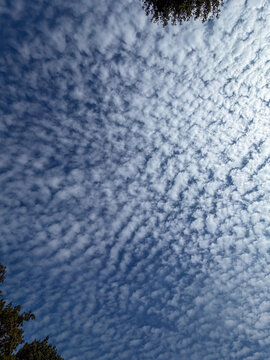 Dramatic mackerel sky with rippled altocumulus cloud pattern on a bright blue day