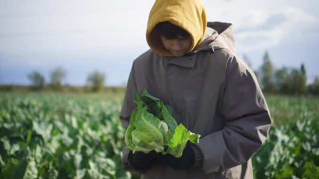 A helpful child and responsible teenager farmer actively harvesting fresh cauliflower in a sunny field. The diligent boy gathers the crop with pride while working outdoors.