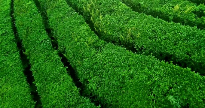 Lush Green Terraced Tea Plantation Rows Aerial Landscape